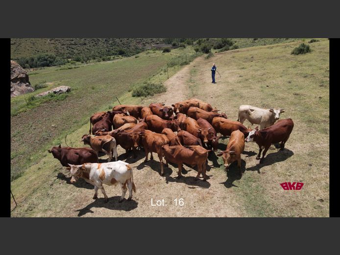 Bul Kalwers bo 300Kg