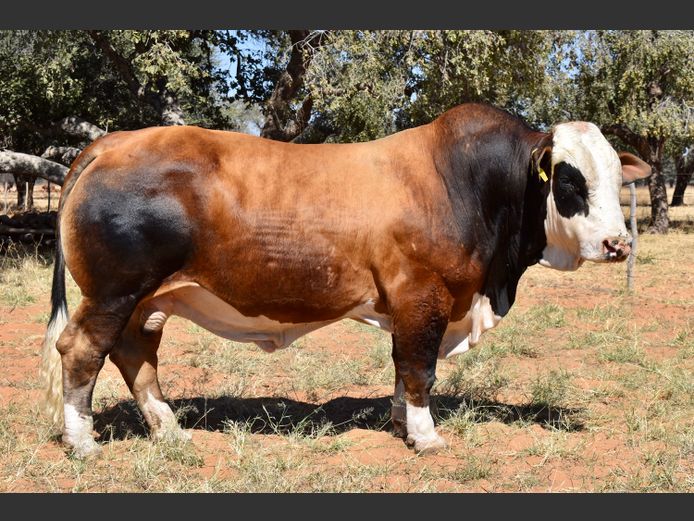 HB2086C | RUMBA SIMBRA