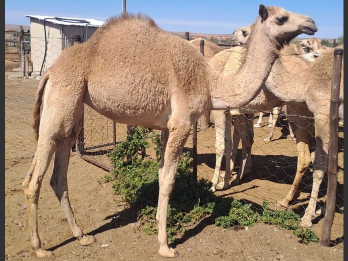 Mak kameelverse / Tame camel heifers