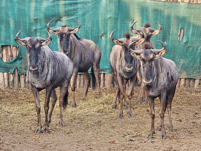 BLOUWILDEBEES | SCHOEMAN BOERDERY