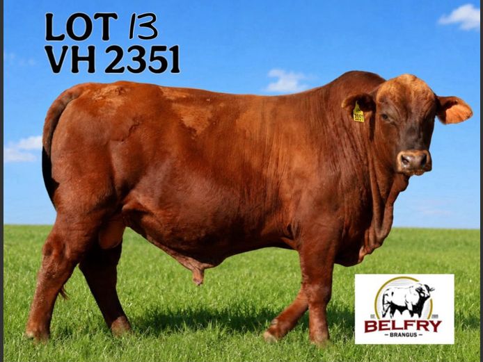 VH2351 | VAN HUYSSTEEN SE