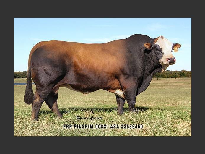 Semen Lot | 2586450 | AMERICAN HERDBOOK - Pilgrim