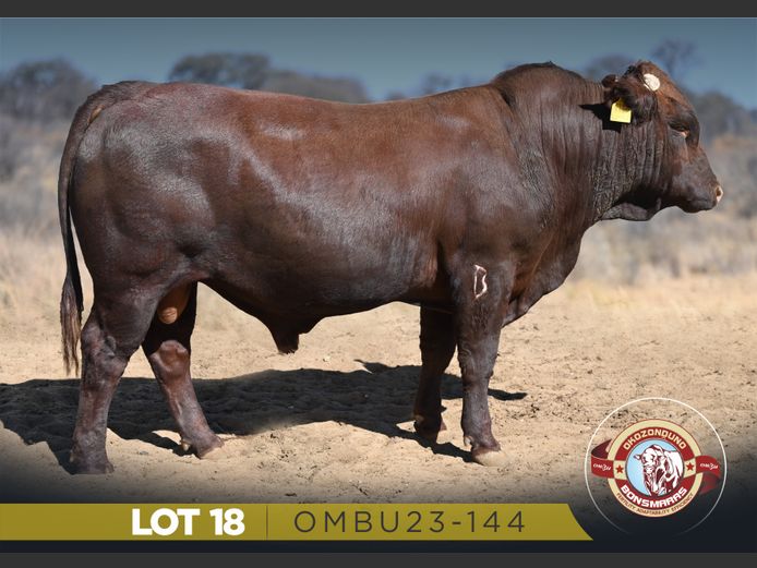OMBU23-114 | OKOZONDUNO BONSMARAS