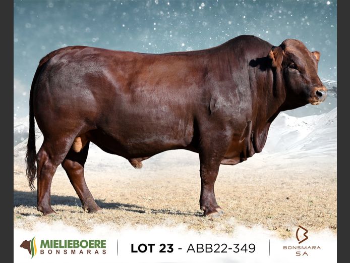 ABB 220349 | ALLEM BROTHERS (PTY) LTD