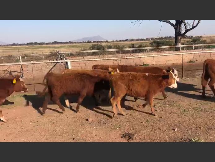 Weaners | Van Heer BDY