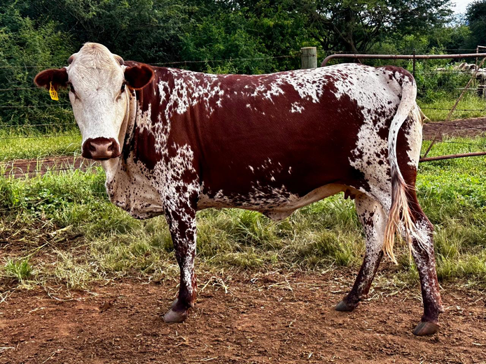 Commercial Animals | HZH NGUNI’S