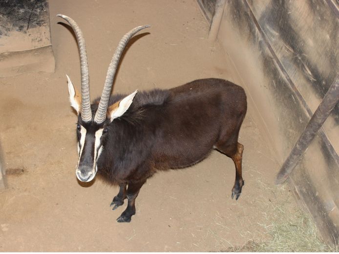 SABLE TROPHY BULL | INYATHI