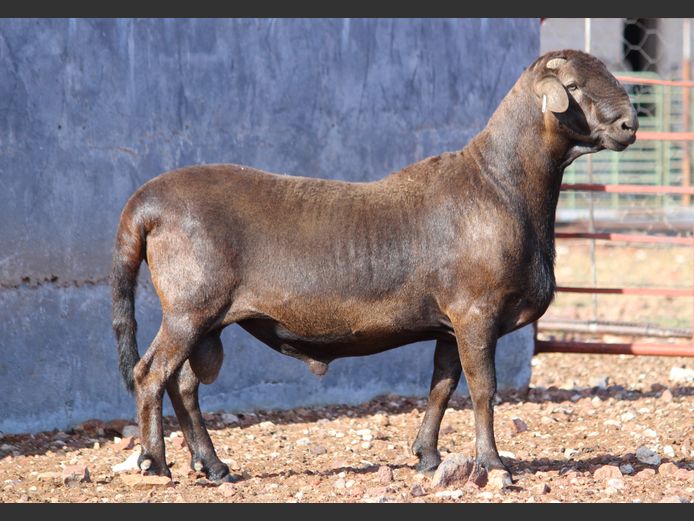 CRL 24.671 | Riaan Liebenberg - Hanri Meatmasters