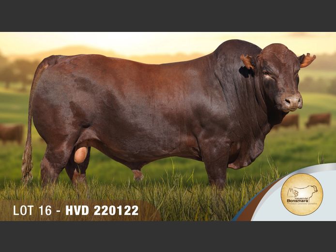 HVD 220122 | MEYERSVLEI BONSMARAS