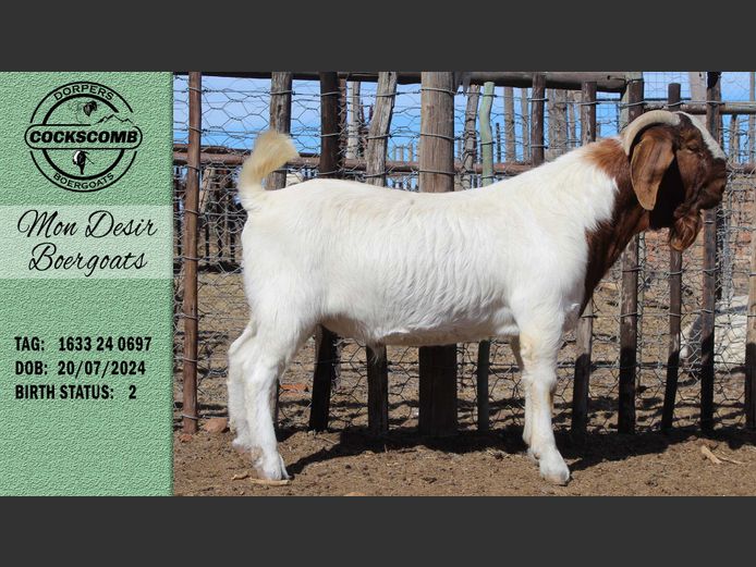 1633 24 0697 | Mon Desir Boergoats