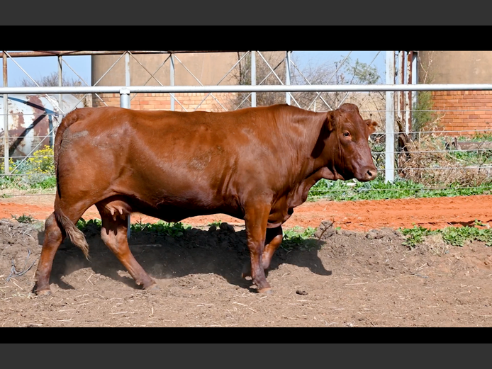 Commercial Animals | PE ROUX