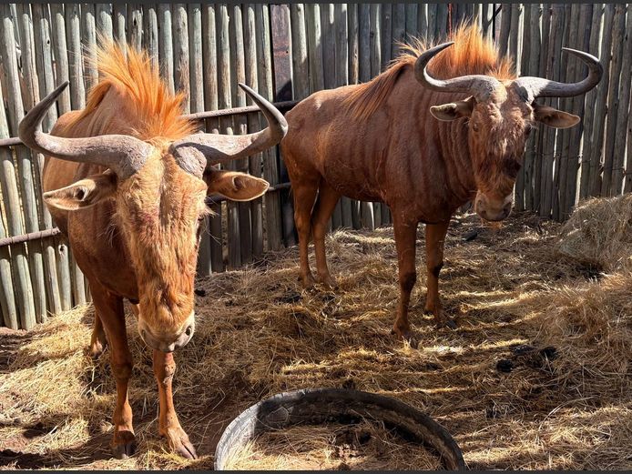 Goue Wildebees Bulle