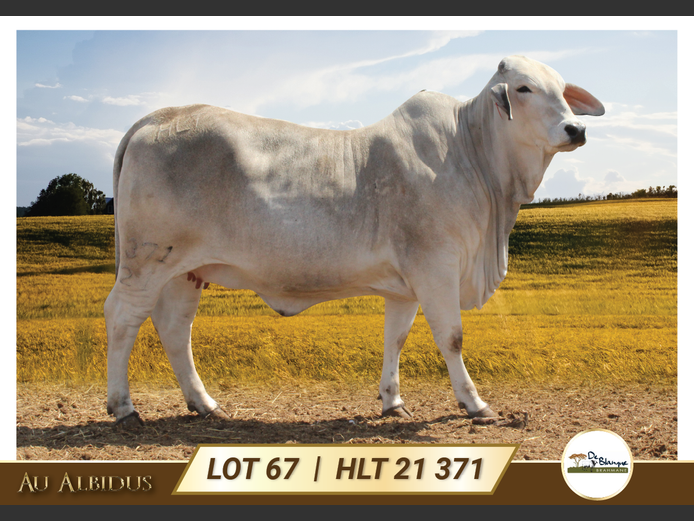 HLT21371 | TERBLANCHE LS