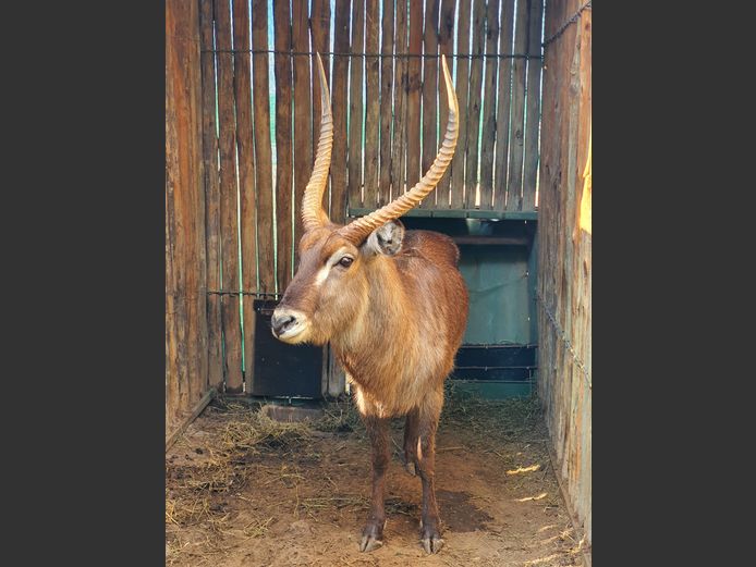 Waterbok | Amanzi 