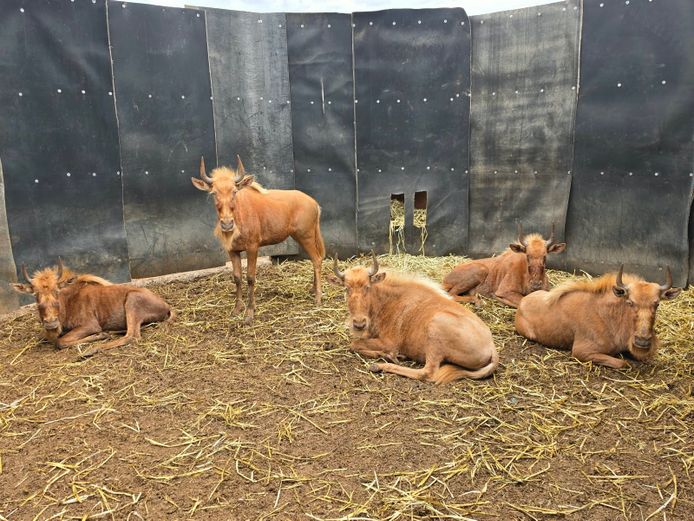 GOUE WILDEBEES | DRIEFONTEIN BOERDERY