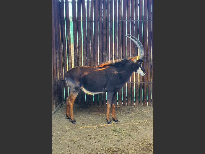 Sable | Helicon 
