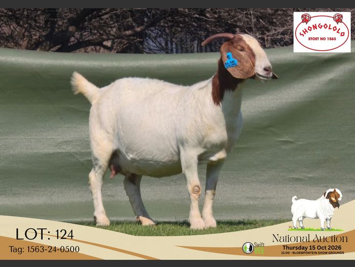 1563-24-0500 | Shongololo Boerbok stoet