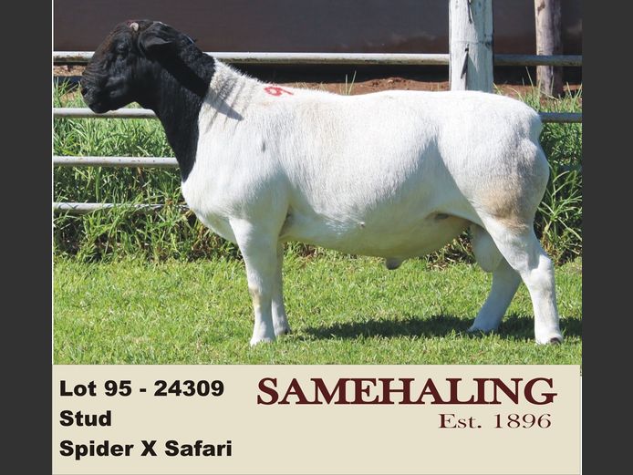 24309-330 | SAMEHALING DORPERS