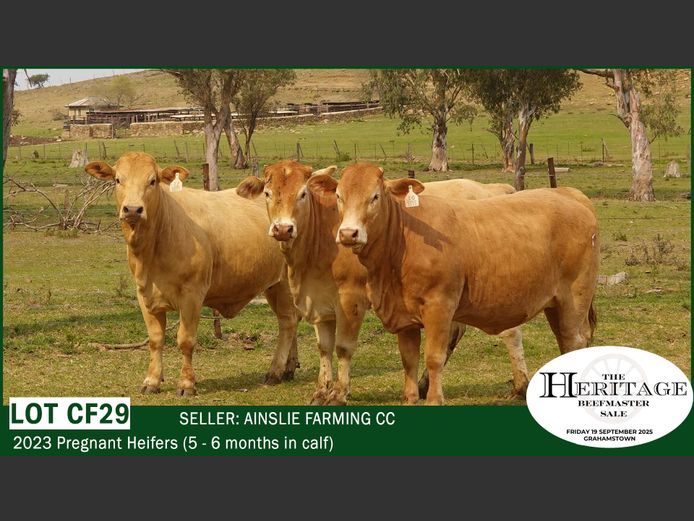 Commercial Animals | Ainslie Farming CC