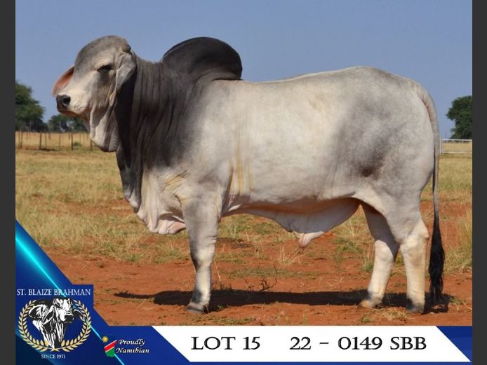 22-0149SBB | ST. BLAIZE BRAHMAN STOET