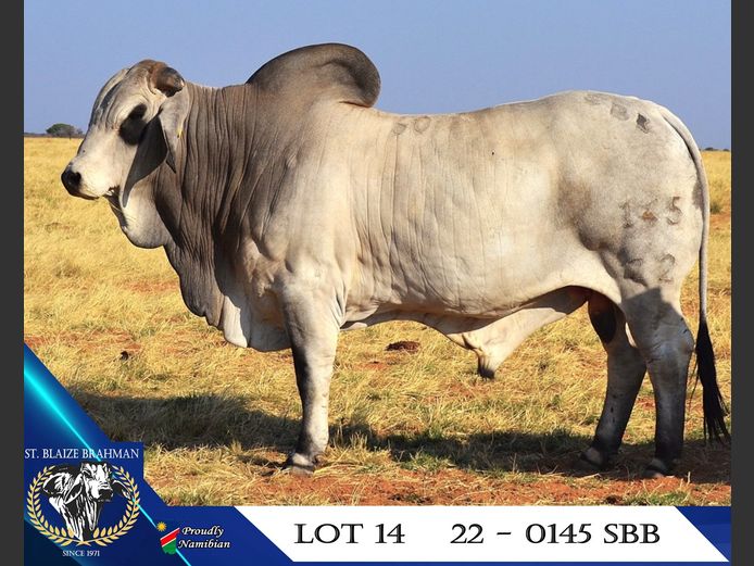 22-0145SBB | ST. BLAIZE BRAHMAN STOET