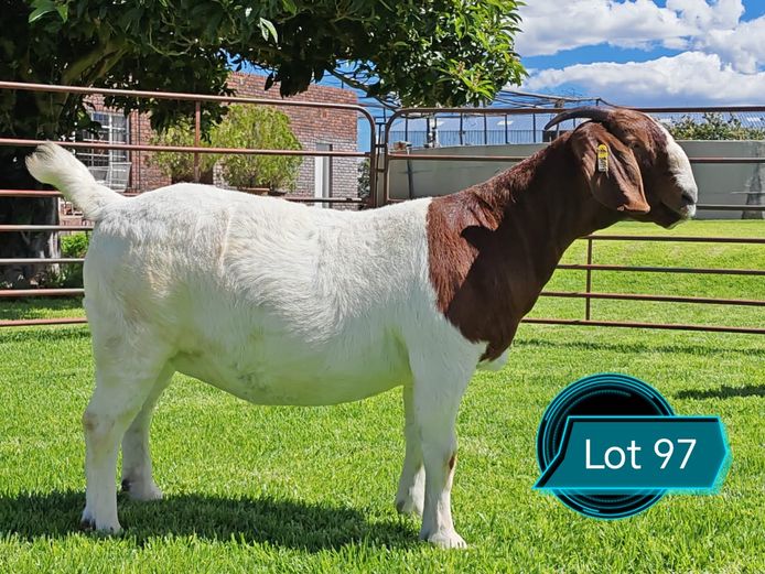 762241491 | Lukas Burger Boerbokstoet