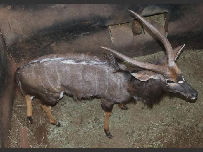 NYALA