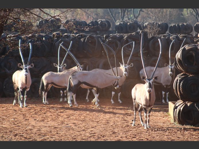 Gemsbokke