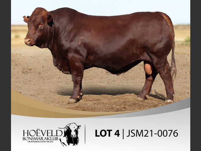 Vroulike Diere | Jannie Myburgh / Myburgh Boerdery