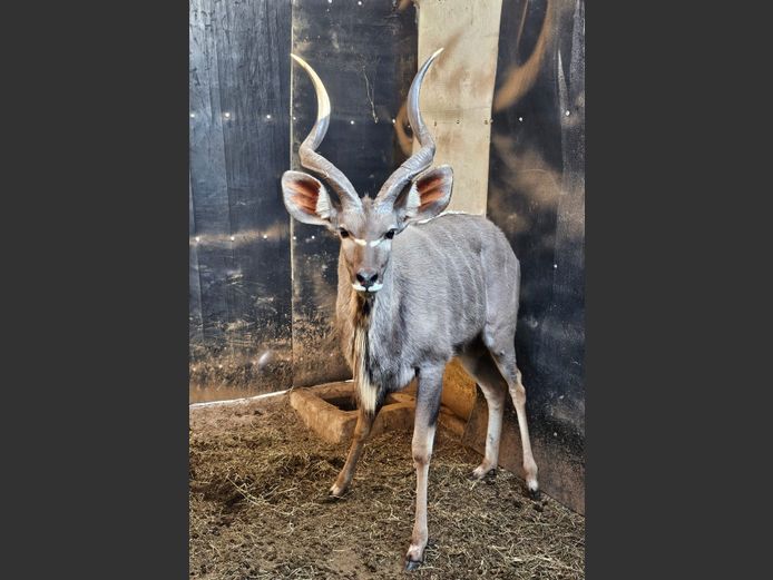 KUDU | C.P. KLOPPERS