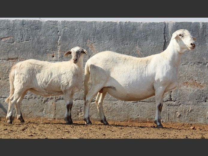 CRL 20.557 | Riaan Liebenberg - Hanri Meatmasters