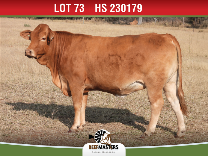 HS 230179 | G.A. STEENKAMP