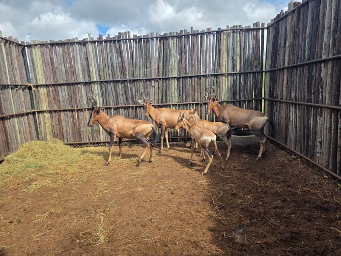 ROOIHARTBEES | HANLEY 1