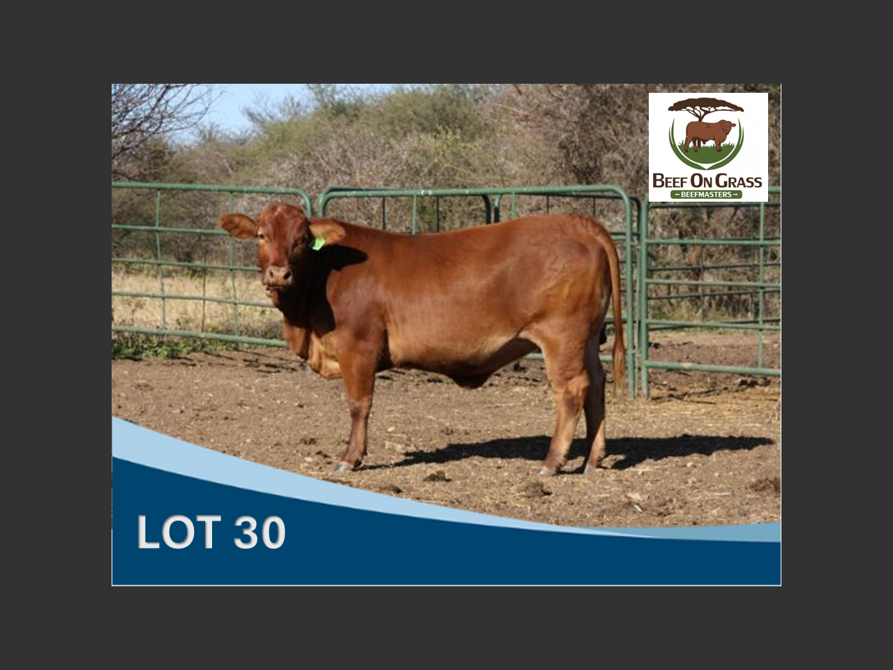 Lot 30 | LIMPOPO BEEFMASTER KLUB VEILING | SwiftVEE | Livestock ...