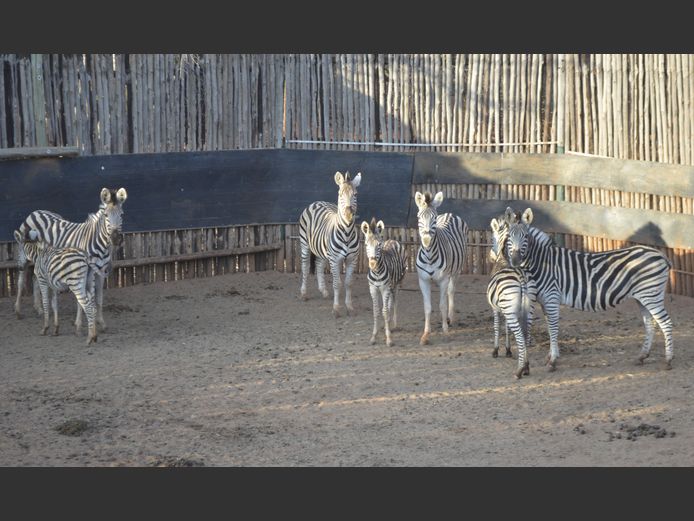 Zebra | Mhara Game Lodge