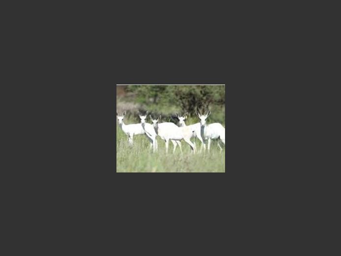 White Springbuck Rams | Murray Ranches
