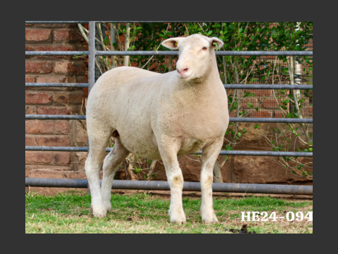 HE  240094 | EKSTEENS HATARI