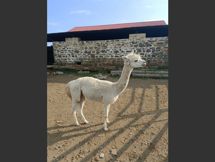 Alpacca