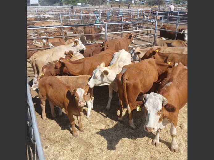 COWS WITH CALVES | DOLL FARMING PREMIUM AUCTION