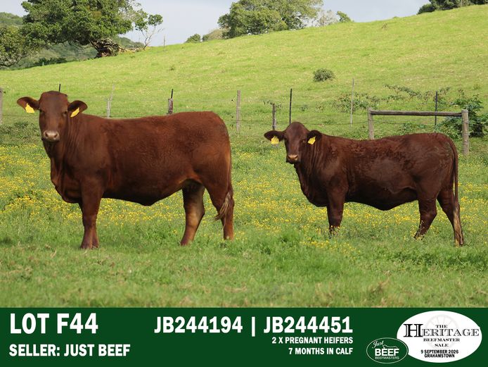 Female Animals | Just Beef