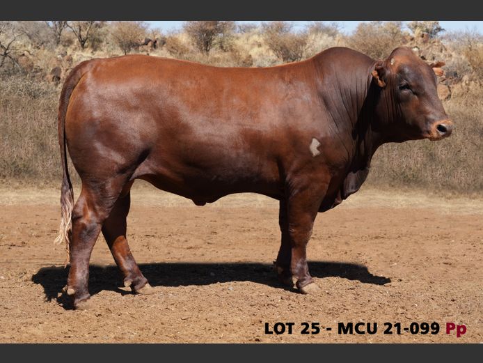 MCU21-0099