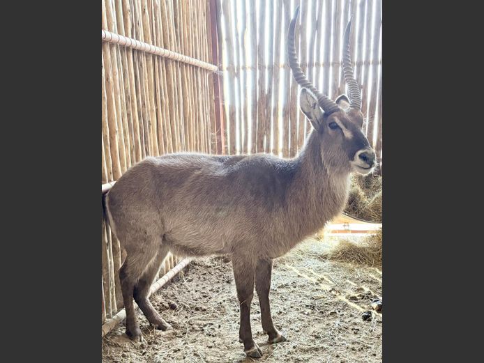 Waterbok Bul