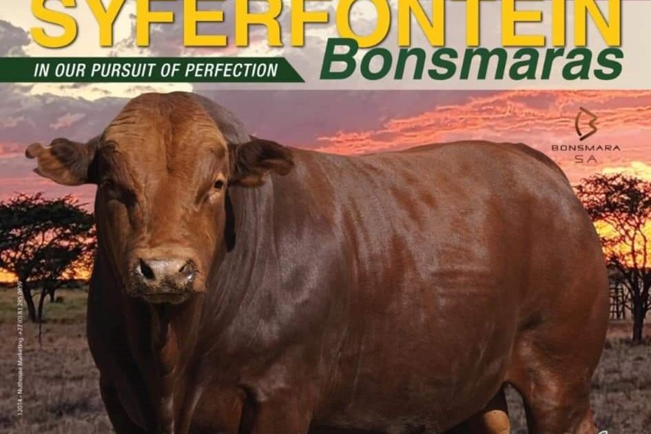 SYFERFONTEIN BONSMARAS AUCTION | SwiftVEE | South Africa’s Leading ...