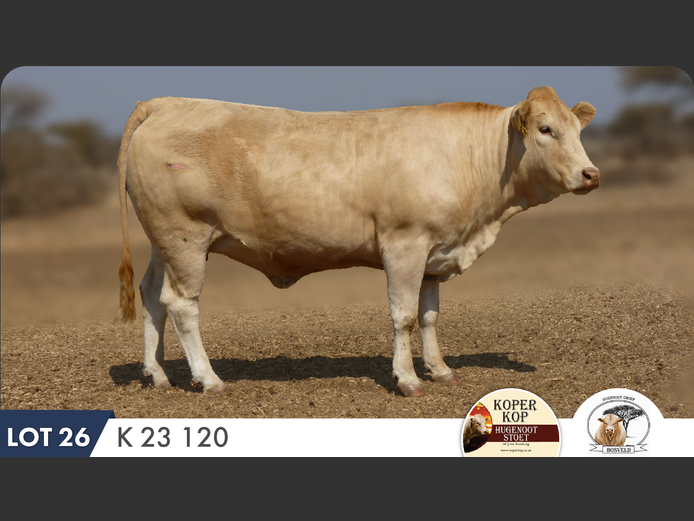 K230120 | KOPERKOP HUGENOOT STOET