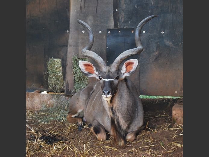 KUDU | MABALINGWE