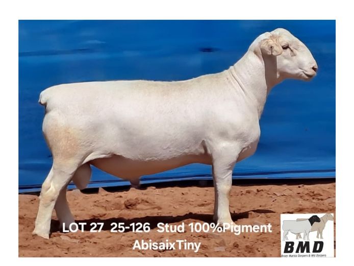 25-126 | BROER MARITZ DORPERS