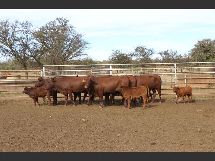 Commercial Animals | JP DU PREEZ
