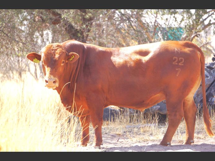 22-0007N | OAS BEEFMASTER