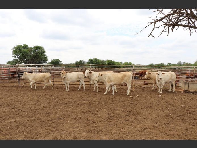 Commercial Animals | JP du Preez