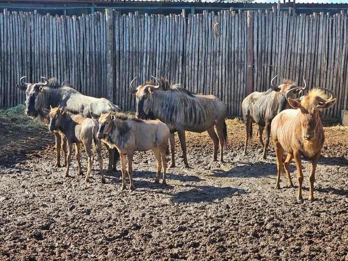 BLUEWILDEBEEST (1X GOLDEN WILDEBEEST) | FARM 258